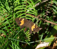 Tisiphone abeona albifascia