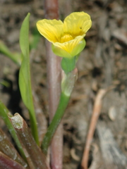 Limnocharis