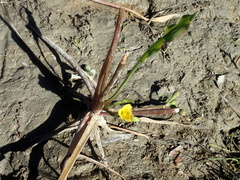 Limnocharis