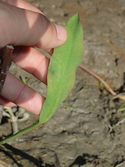 Limnocharis