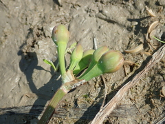 Limnocharis