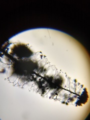 Comatricha vineatilis