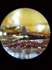 Comatricha vineatilis