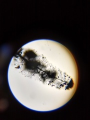 Comatricha vineatilis