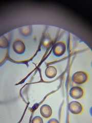 Comatricha vineatilis