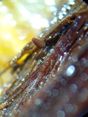 Comatricha vineatilis