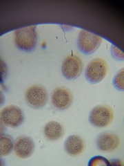 Comatricha vineatilis