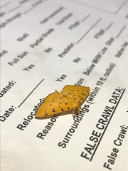 Phaedropsis stictigramma