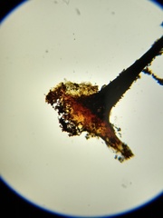 Comatricha vineatilis