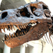 Tyrannosaurus - Photo (c) James St. John, algunos derechos reservados (CC BY)