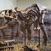 Tyrannosaurus rex - Photo (c) ScottRobertAnselmo, algunos derechos reservados (CC BY-SA)