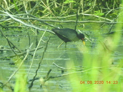 Jacana jacana hypomelaena