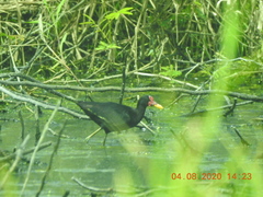 Jacana jacana hypomelaena