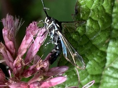 Synanthedon pictipes
