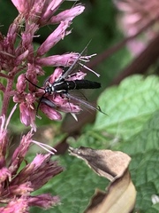 Synanthedon pictipes