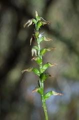 Genoplesium despectans