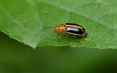 Cyclotrypema furcata