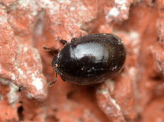 Nosodendron unicolor