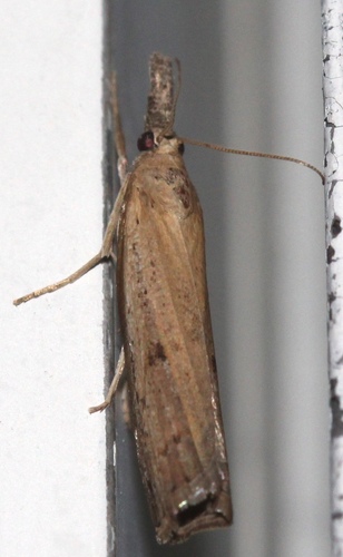 Changeable Grass-veneer