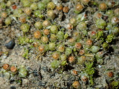 Gigaspermum repens