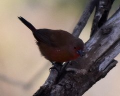 Lagonosticta rhodopareia