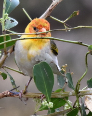 Anaplectes rubriceps rubriceps