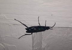 Sphecidae