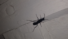 Sphecidae