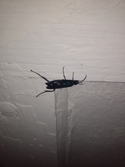 Sphecidae