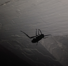 Sphecidae