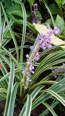Ophiopogon jaburan