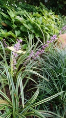 Ophiopogon jaburan