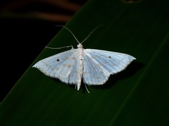 Derambila lumenaria