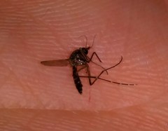 Aedes taeniorhynchus