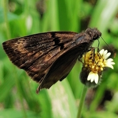 Chiomara mithrax