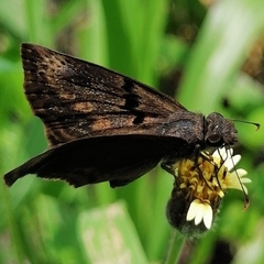 Chiomara mithrax