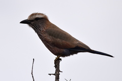 Coracias naevius mosambicus