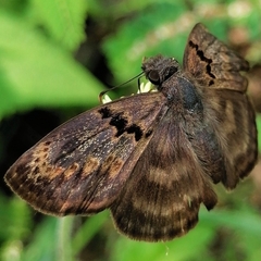 Chiomara mithrax