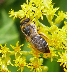 Colletes simulans
