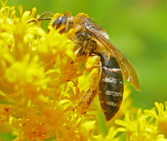 Colletes simulans