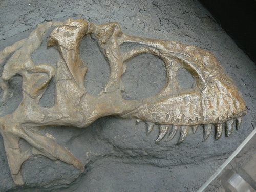 Genus Tarbosaurus · iNaturalist