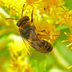 Colletes simulans
