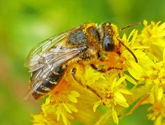 Colletes simulans