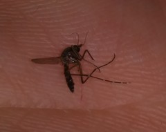 Aedes taeniorhynchus