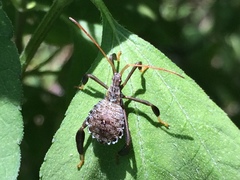 Acanthocephala femorata