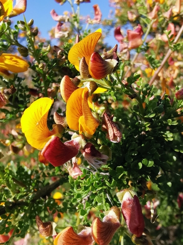 Image of Adesmia microphylla by (c) Aira Francisca Faúndez Fallau, some rights reserved (CC BY)