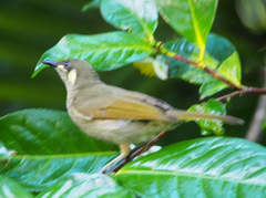 Meliphaga notata