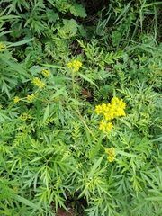 Patrinia scabiosifolia
