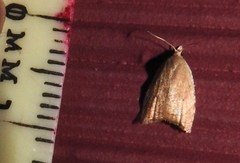 Cenopis diluticostana