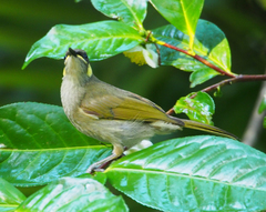 Meliphaga notata